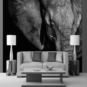Fotomurales Elefante